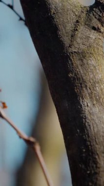 Dikey. Gökyüzüne doğru uzanan yalnız bir ağaç. Kış dalları maviye karşı siluetlendi. Yapraksız ağacın katıksız güzelliği. Ağaç kabuğu. Orman, ağaç, doğa, doku. Çorak dallar için sakin bir arkaplan.