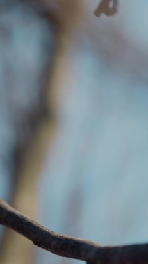 Dikey. Gökyüzüne doğru uzanan yalnız bir ağaç. Kış dalları maviye karşı siluetlendi. Yapraksız ağacın katıksız güzelliği. Ağaç kabuğu. Orman, ağaç, doğa, doku. Çorak dallar için sakin bir arkaplan.