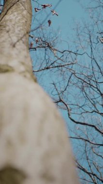 Dikey. Gökyüzüne doğru uzanan yalnız bir ağaç. Kış dalları maviye karşı siluetlendi. Yapraksız ağacın katıksız güzelliği. Ağaç kabuğu. Orman, ağaç, doğa, doku. Çorak dallar için sakin bir arkaplan.