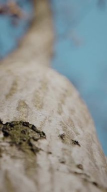 Dikey. Gökyüzüne doğru uzanan yalnız bir ağaç. Kış dalları maviye karşı siluetlendi. Yapraksız ağacın katıksız güzelliği. Ağaç kabuğu. Orman, ağaç, doğa, doku. Çorak dallar için sakin bir arkaplan.