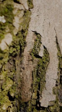 Dikey. Gökyüzüne doğru uzanan yalnız bir ağaç. Kış dalları maviye karşı siluetlendi. Yapraksız ağacın katıksız güzelliği. Ağaç kabuğu. Orman, ağaç, doğa, doku. Çorak dallar için sakin bir arkaplan.