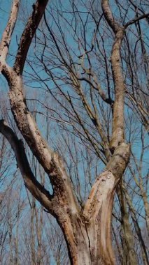 Dikey. Gökyüzüne doğru uzanan yalnız bir ağaç. Kış dalları maviye karşı siluetlendi. Yapraksız ağacın katıksız güzelliği. Ağaç kabuğu. Orman, ağaç, doğa, doku. Çorak dallar için sakin bir arkaplan.