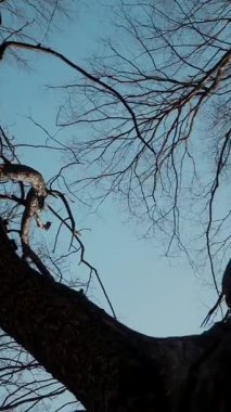 Dikey. Gökyüzüne doğru uzanan yalnız bir ağaç. Kış dalları maviye karşı siluetlendi. Yapraksız ağacın katıksız güzelliği. Ağaç kabuğu. Orman, ağaç, doğa, doku. Çorak dallar için sakin bir arkaplan.