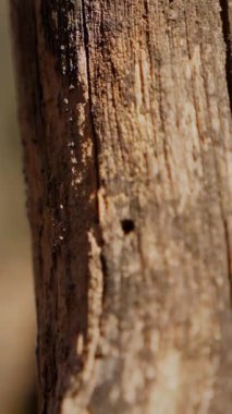 Dikey. Gökyüzüne doğru uzanan yalnız bir ağaç. Kış dalları maviye karşı siluetlendi. Yapraksız ağacın katıksız güzelliği. Ağaç kabuğu. Orman, ağaç, doğa, doku. Çorak dallar için sakin bir arkaplan.