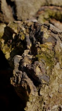 Dikey. Gökyüzüne doğru uzanan yalnız bir ağaç. Kış dalları maviye karşı siluetlendi. Yapraksız ağacın katıksız güzelliği. Ağaç kabuğu. Orman, ağaç, doğa, doku. Çorak dallar için sakin bir arkaplan.