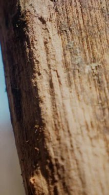 Dikey. Gökyüzüne doğru uzanan yalnız bir ağaç. Kış dalları maviye karşı siluetlendi. Yapraksız ağacın katıksız güzelliği. Ağaç kabuğu. Orman, ağaç, doğa, doku. Çorak dallar için sakin bir arkaplan.