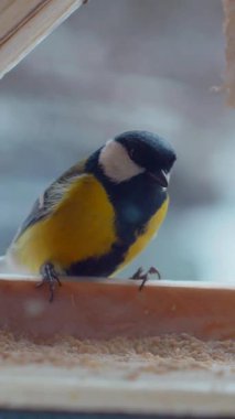 Vertical. A tiny tit, perched on a wooden ledge feeder, feasts on a delectable treat. Feathered friend, enjoying a winter meal. Close-up of a bird, focused on a nourishing snack. Winter bird food