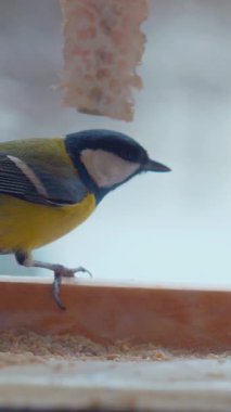 Vertical. A tiny tit, perched on a wooden ledge feeder, feasts on a delectable treat. Feathered friend, enjoying a winter meal. Close-up of a bird, focused on a nourishing snack. Winter bird food