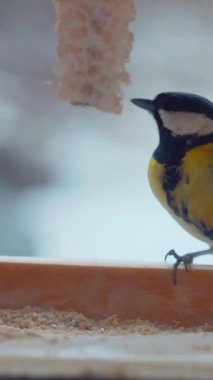 Vertical. A tiny tit, perched on a wooden ledge feeder, feasts on a delectable treat. Feathered friend, enjoying a winter meal. Close-up of a bird, focused on a nourishing snack. Winter bird food