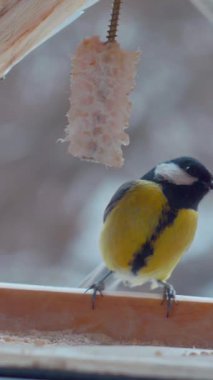Vertical. A tiny tit, perched on a wooden ledge feeder, feasts on a delectable treat. Feathered friend, enjoying a winter meal. Close-up of a bird, focused on a nourishing snack. Winter bird food