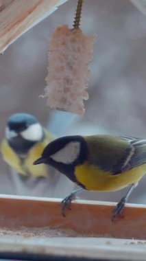 Vertical. A tiny tit, perched on a wooden ledge feeder, feasts on a delectable treat. Feathered friend, enjoying a winter meal. Close-up of a bird, focused on a nourishing snack. Winter bird food