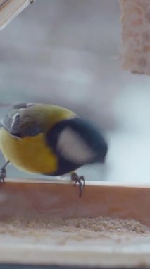 Vertical. A tiny tit, perched on a wooden ledge feeder, feasts on a delectable treat. Feathered friend, enjoying a winter meal. Close-up of a bird, focused on a nourishing snack. Winter bird food