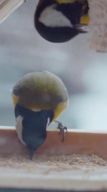 Vertical. A tiny tit, perched on a wooden ledge feeder, feasts on a delectable treat. Feathered friend, enjoying a winter meal. Close-up of a bird, focused on a nourishing snack. Winter bird food