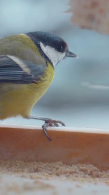 Vertical. A tiny tit, perched on a wooden ledge feeder, feasts on a delectable treat. Feathered friend, enjoying a winter meal. Close-up of a bird, focused on a nourishing snack. Winter bird food