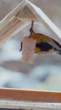 Vertical. A tiny tit, perched on a wooden ledge feeder, feasts on a delectable treat. Feathered friend, enjoying a winter meal. Close-up of a bird, focused on a nourishing snack. Winter bird food