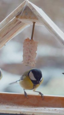 Vertical. A tiny tit, perched on a wooden ledge feeder, feasts on a delectable treat. Feathered friend, enjoying a winter meal. Close-up of a bird, focused on a nourishing snack. Winter bird food