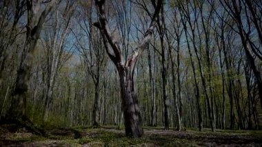 Gök kubbeye uzanan yıpranmış, yaralı ve güçlü bir ağaç gövdesi. Çıplak dallar, canlı bir mavi zemine karşı dayanıklılığın bir kanıtı. Doğanın sanatı: eğri büğrü bir ağaç, zamanın ve havanın bir başyapıtı.