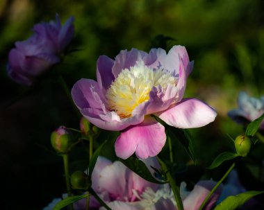 Bahçede güzel pembe şakayık çiçekleri. Ayrıntıları kapat.