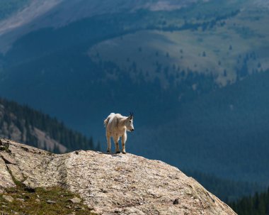 Colorado Kayalıkları 'nda kayalık bir arazide yalnız dağ keçisi..