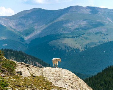 Colorado Kayalıkları 'nda kayalık bir arazide yalnız dağ keçisi..