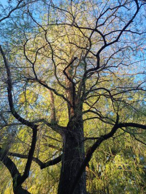Yukarıdan uzun, kalın bir ağaç. 