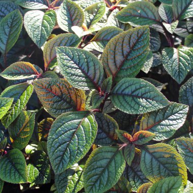 Coleus bush leaves in bloom in San Francisco