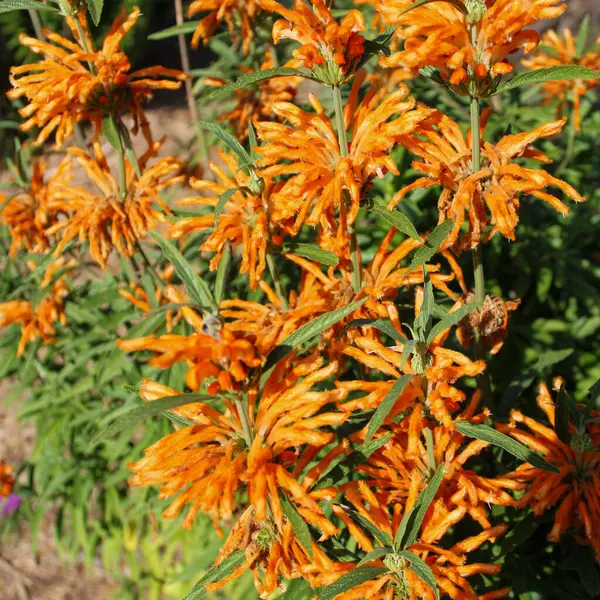 Leonotis Nepetifolia San Francisco 'da çiçek açtı