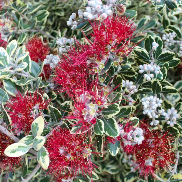  Pohutukawa in bloom in San Francisco