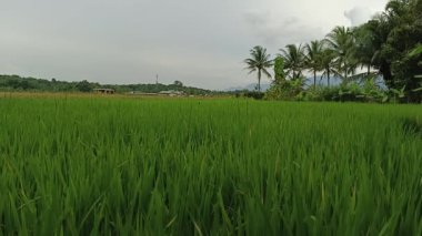 Bali Endonezya 'nın yeşil pirinç tarlası manzarası