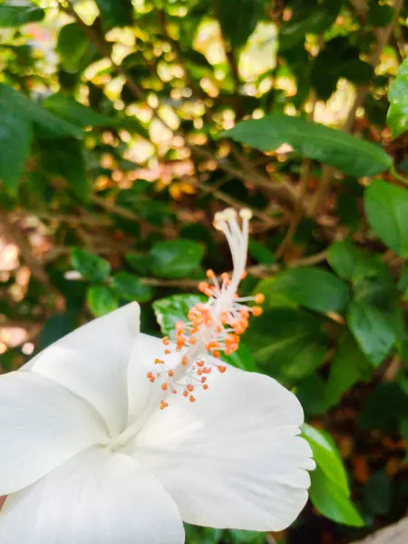 Bahçedeki güzel ve eşsiz beyaz çiçek.