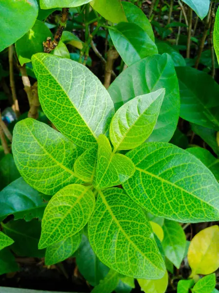 Yeşil yapraklar güzel bir arkaplan deseni oluşturuyor.