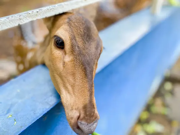 Benekli geyikler ahşap kafeste sebzelerle beslenir. Güzel benekli geyik..