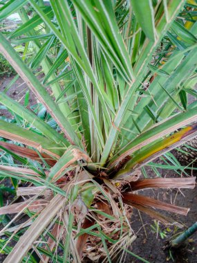 Bahçeye dikilmiş büyük bir palmiye ağacı.