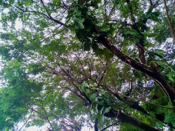 Der Blick Schweift Über Äste Und Blätter Der Bäume — Stockfoto