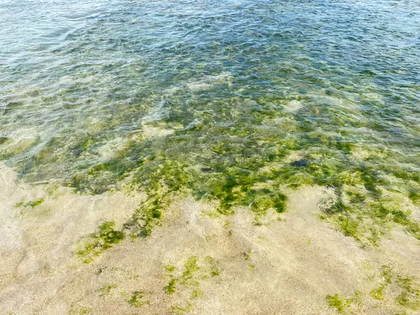 Yeşil yosunlu deniz manzaralı. Plaj denizindeki güzel yosun süsü.