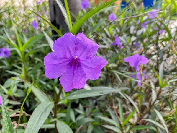 Bahçede açan güzel mor çiçekler.