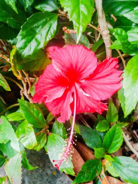 Bahçede güzel ve eşsiz kırmızı çiçekler.