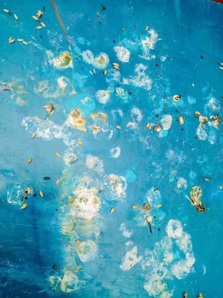 Mavi arka planda kuş dışkısı izole edilmiş. Hayvan atığı teması.