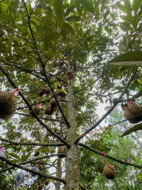 Ağaçta asılı duran Durian meyvesi. Durian meyvesi toplanmaya hazır..