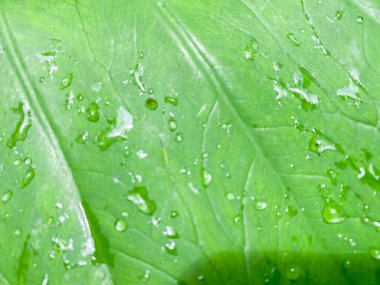 Güzel ıslak yaprak arka planı. Yağmurdan ıslanmış yaprak.