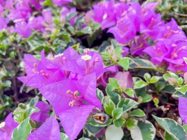 Beautiful Purple Bougainvillea Ornamental Plants Garden Lush Bougainvillea Ornamental Plants — Stock Photo, Image