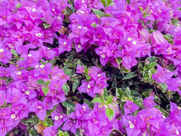 Bahçedeki güzel mor begonvilli süs bitkileri. Bereketli bougainvillea süs bitkileri.