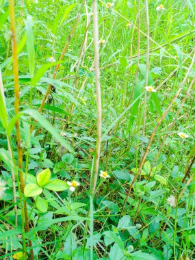 Yerde bol bol yetişen beyaz yabani otlar. Güzel beyaz çiçekler.