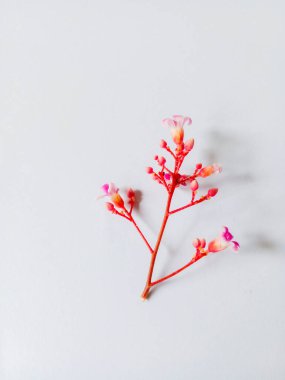 Beyaz arka planda izole Starfruit çiçekleri. Güzel kırmızı çiçekler.