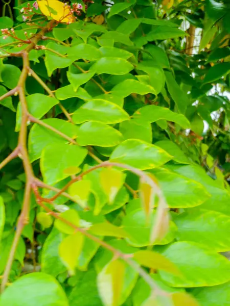 Yeşil yapraklar güzel bir arkaplan deseni oluşturuyor.