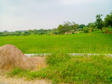 Yeşil pirinç tarlalarının manzarası. Mavi gökyüzündeki pirinç tarlalarının manzarası.