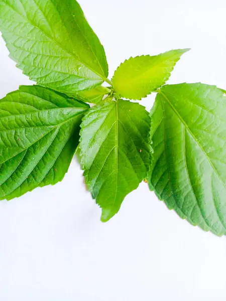 Beyaz arka planda yapraklar izole edilmiş. Güzel yeşil yapraklar.