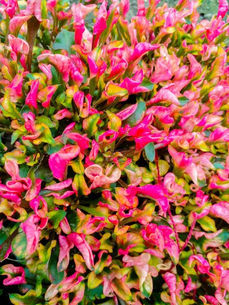 Kırmızı yapraklı süs bitkisi. Güzel küçük süs bitkileri..