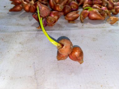 Kırmızı soğan filizleri büyümeye başlıyor. Çuvalda kırmızı soğan filizleri.