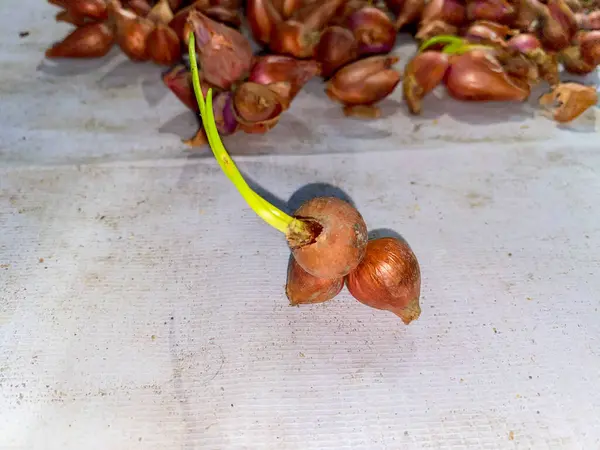 Kırmızı soğan filizleri büyümeye başlıyor. Çuvalda kırmızı soğan filizleri.